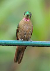 Fawn-breasted Brilliant